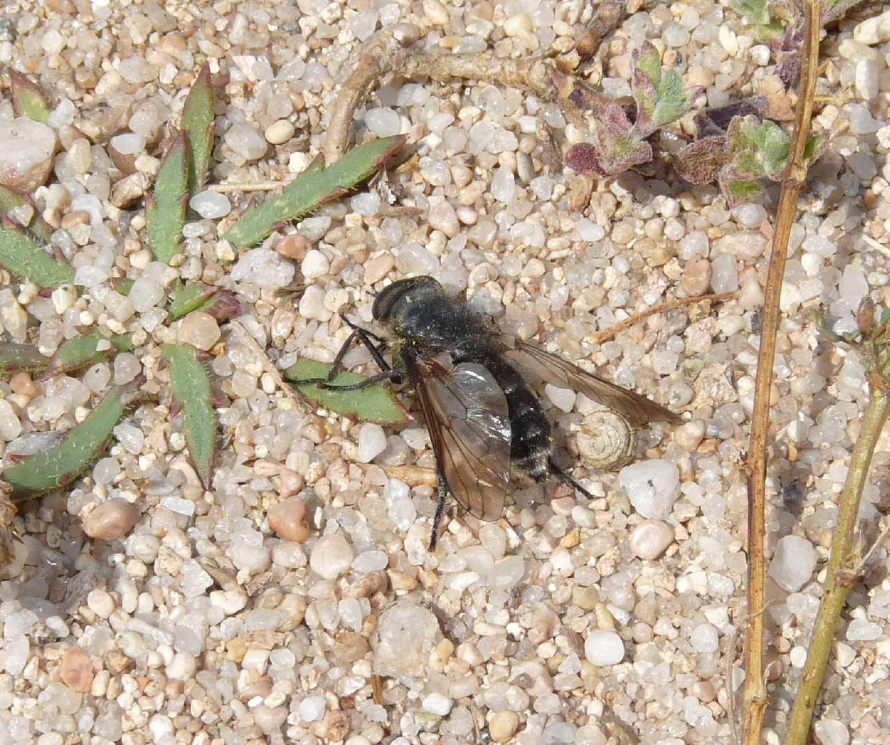 Prede portate nella tana; Bembix rostrata ♀